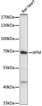 Western blot analysis of extracts of Rat heart using AFM Polyclonal Antibody at 1:1000 dilution.