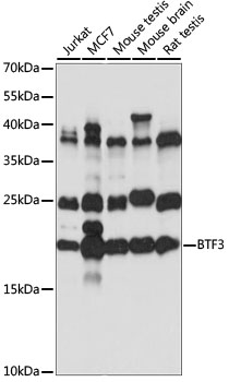 Western blot analysis of extracts of various cell lines using BTF3 Polyclonal Antibody at 1:1000 dilution.