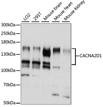 Western blot analysis of extracts of various cell lines using CACNA2D1 Polyclonal Antibody at 1:1000 dilution.