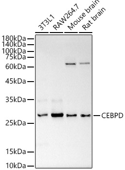 Western blot analysis of extracts of various cell lines using CEBP Delta/CEBPD Polyclonal Antibody at 1:1800 dilution.
