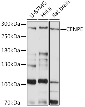 Western blot analysis of extracts of various cell lines using CENPE Polyclonal Antibody at1:1000 dilution.