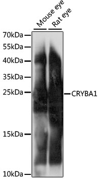 Western blot analysis of extracts of various cell lines using CRYBA1 Polyclonal Antibody at 1:1000 dilution.