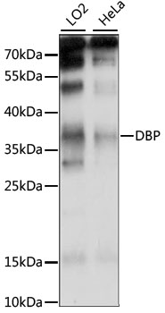 Western blot analysis of extracts of various cell lines using DBP Polyclonal Antibody at 1:1000 dilution.