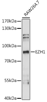 Western blot analysis of extracts of RAW264.7 cells using EZH1 Polyclonal Antibody at 1:1000 dilution.