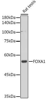 Western blot analysis of extracts of Rat testis using FOXA1 Polyclonal Antibody at 1:1000 dilution.