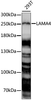 Western blot analysis of extracts of 293T cells using LAMA4 Polyclonal Antibody at 1:1000 dilution.