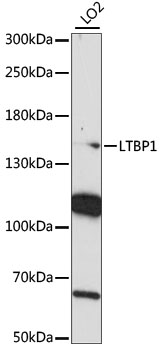 Western blot analysis of extracts of LO2 cells using LTBP1 Polyclonal Antibody at 1:1000 dilution.