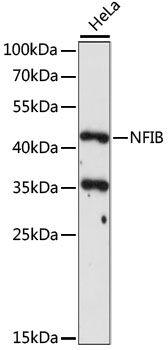 Western blot analysis of extracts of HeLa cells using NFIB Polyclonal Antibody at 1:1000 dilution.