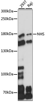 Western blot analysis of extracts of various cell lines using NHS Polyclonal Antibody at 1:1000 dilution.