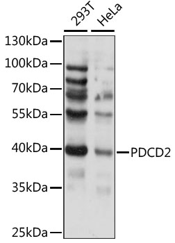 Western blot analysis of extracts of various cell lines using PDCD2 Polyclonal Antibody at 1:1000 dilution.