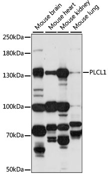 Western blot analysis of extracts of various cell lines using PLCL1 Polyclonal Antibody at 1:1000 dilution.