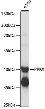 Western blot analysis of extracts of A549 cells using PRKX Polyclonal Antibody at 1:1000 dilution.