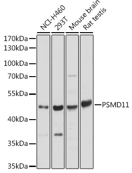 Western blot analysis of extracts of various cell lines using PSMD11 Polyclonal Antibody at 1:2000 dilution.