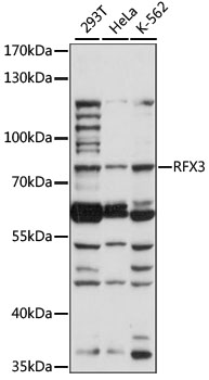 Western blot analysis of extracts of various cell lines using RFX3 Polyclonal Antibody at 1:1000 dilution.