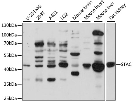 Western blot analysis of extracts of various cell lines using STAC Polyclonal Antibody at 1:1000 dilution.