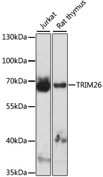 Western blot analysis of extracts of various cell lines using TRIM26 Polyclonal Antibody at 1:1000 dilution.