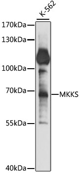 Western blot analysis of extracts of K-562 cells using MKKS Polyclonal Antibody at 1:1000 dilution.