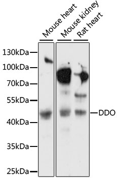 Western blot analysis of extracts of various cell lines using DDO Polyclonal Antibody at 1:1000 dilution.