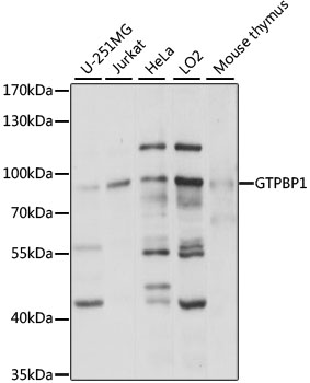 Western blot analysis of extracts of various cell lines using GTPBP1 Polyclonal Antibody at 1:1000 dilution.