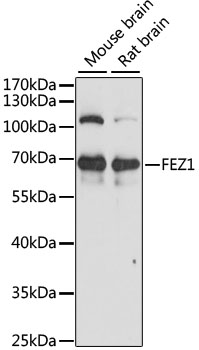 Western blot analysis of extracts of various cell lines using FEZ1 Polyclonal Antibody at 1:1000 dilution.