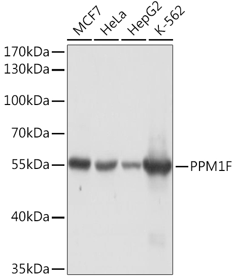 Western blot analysis of extracts of various cell lines using PPM1F Polyclonal Antibody at1:1000 dilution.