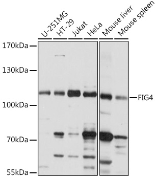 Western blot analysis of extracts of various cell lines using FIG4 Polyclonal Antibody at1:1000 dilution.