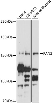 Western blot analysis of extracts of various cell lines using PAN2 Polyclonal Antibody at 1:1000 dilution.