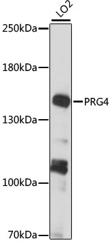 Western blot analysis of extracts of LO2 cells using PRG4 Polyclonal Antibody at 1:1000 dilution.