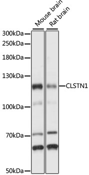 Western blot analysis of extracts of various cell lines using CLSTN1 Polyclonal Antibody at 1:1000 dilution.