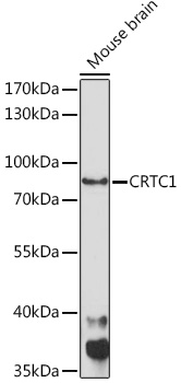 Western blot analysis of extracts of Mouse brain using CRTC1 Polyclonal Antibody at1:1000 dilution.