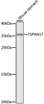 Western blot analysis of extracts of mouse stomach using TSPAN17 Polyclonal Antibody at 1:1000 dilution.