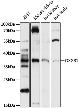 Western blot analysis of extracts of various cell lines using OXGR1 Polyclonal Antibody at 1:1000 dilution.