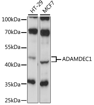 Western blot analysis of extracts of various cell lines using ADAMDEC1 Polyclonal Antibody at 1:1000 dilution.