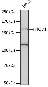 Western blot analysis of extracts of HeLa cells using FHOD1 Polyclonal Antibody at 1:1000 dilution.