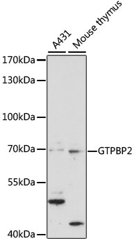 Western blot analysis of extracts of various cell lines using GTPBP2 Polyclonal Antibody at 1:1000 dilution.