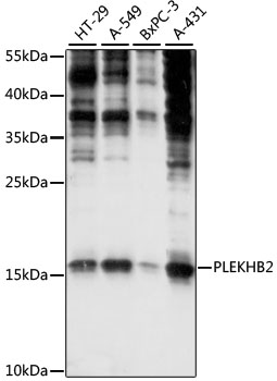 Western blot analysis of extracts of various cell lines using PLEKHB2 Polyclonal Antibody at 1:1000 dilution.