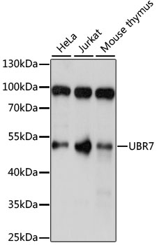 Western blot analysis of extracts of various cell lines using UBR7 Polyclonal Antibody at 1:1000 dilution.