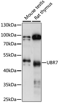 Western blot analysis of extracts of various cell lines using UBR7 Polyclonal Antibody at 1:1000 dilution.