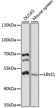 Western blot analysis of extracts of various cell lines using LINS1 Polyclonal Antibody at 1:1000 dilution.