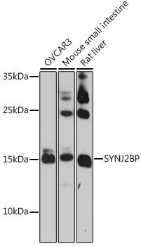 Western blot analysis of extracts of various cell lines using SYNJ2BP Polyclonal Antibody at 1:1000 dilution.