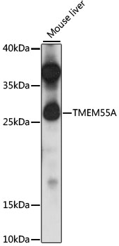 Western blot analysis of extracts of mouse liver using TMEM55A Polyclonal Antibody at 1:1000 dilution.