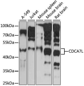 Western blot analysis of extracts of various cell lines using CDCA7L Polyclonal Antibody at 1:1000 dilution.