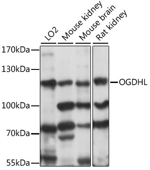 Western blot analysis of extracts of various cell lines using OGDHL Polyclonal Antibody at 1:1000 dilution.