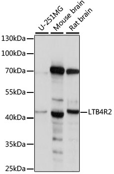 Western blot analysis of extracts of various cell lines using LTB4R2 Polyclonal Antibody