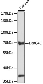 Western blot analysis of extracts of rat eye using LRRC4C Polyclonal Antibody at 1:1000 dilution.