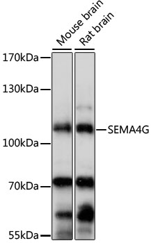 Western blot analysis of extracts of various cell lines using SEMA4G Polyclonal Antibody at 1:1000 dilution.