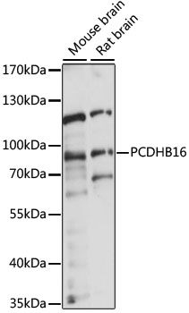 Western blot analysis of extracts of various cell lines using PCDHB16 Polyclonal Antibody at 1:1000 dilution.