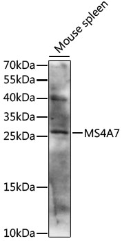 Western blot analysis of extracts of mouse spleen using MS4A7 Polyclonal Antibody at 1:1000 dilution.