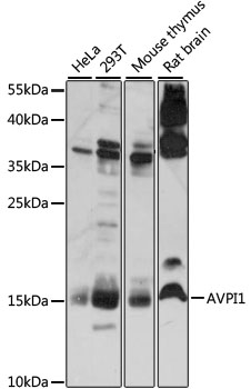 Western blot analysis of extracts of various cell lines using AVPI1 Polyclonal Antibody at 1:1000 dilution.