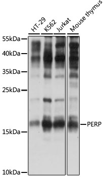 Western blot analysis of extracts of various cell lines using PERP Polyclonal Antibody at 1:1000 dilution.